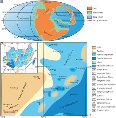 Soft tissue preservation in the Triassic pachypleurosaur Keichousaurus hui: evidence for digestive tract anatomy, diet, and feeding behavior